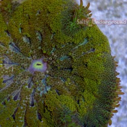 Multi Color Max Mini Carpet Anemone Ultra 2