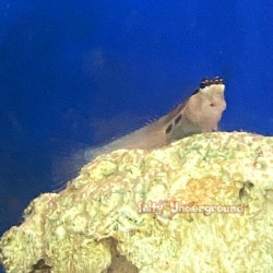 Two Spot Blenny (Ecsenius...