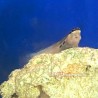 Two Spot Blenny (Ecsenius bimaculatus)