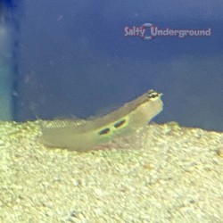 Two Spot Blenny (Ecsenius bimaculatus)