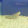 Two Spot Blenny (Ecsenius bimaculatus)