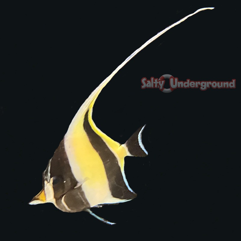 Moorish Idol (Zanclus cornutus)