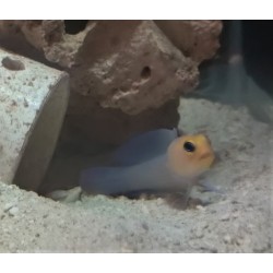 Yellowhead Jawfish (Opistognathus aurifrons)
