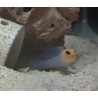 Yellowhead Jawfish (Opistognathus aurifrons)