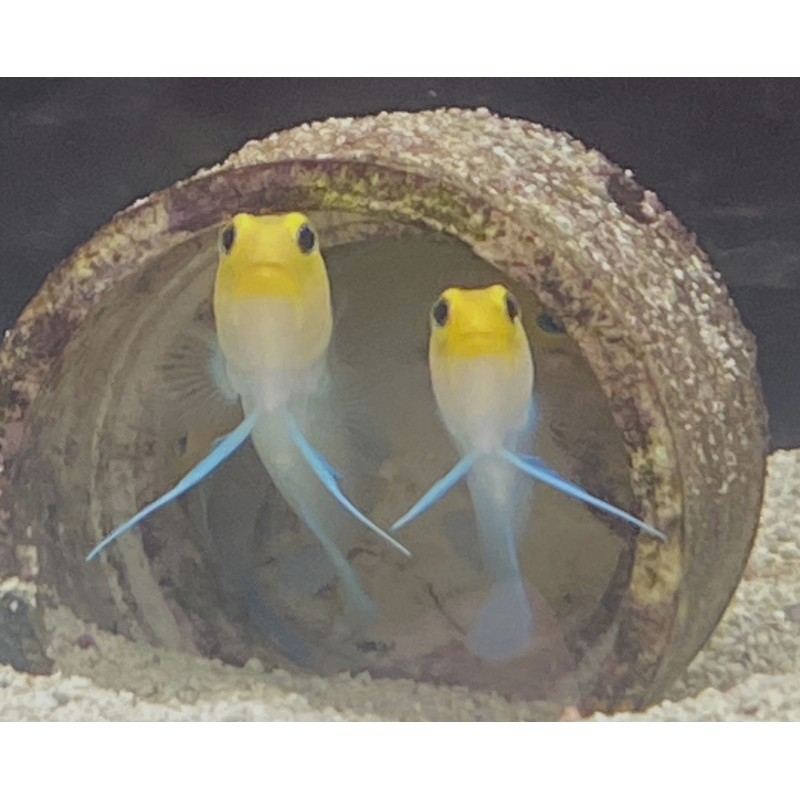 Yellowhead Jawfish (Opistognathus aurifrons)