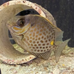 Goldspotted Spinefoot Rabbitfish (Siganus punctatus)