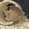 Goldspotted Spinefoot Rabbitfish (Siganus punctatus)