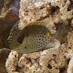 Goldspotted Spinefoot Rabbitfish (Siganus punctatus)