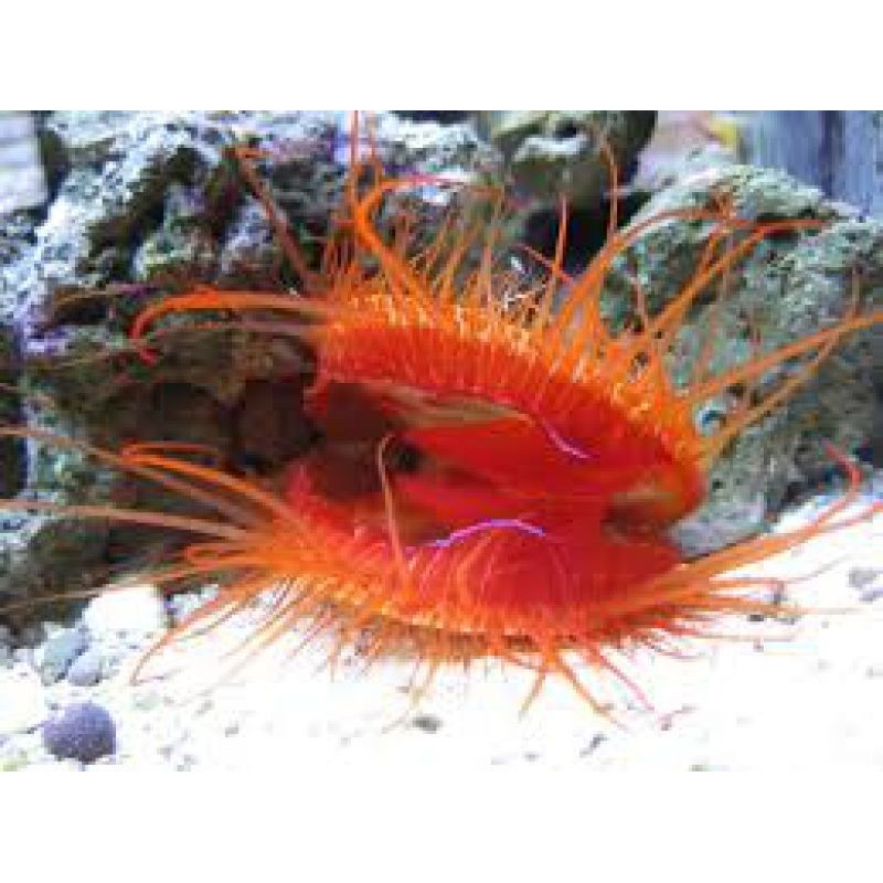 Bright Red Electric Flame Scallop