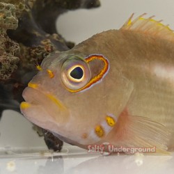 Arc Eye Hawkfish...