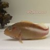 Arc Eye Hawkfish (Paracirrhitus arcuatus)