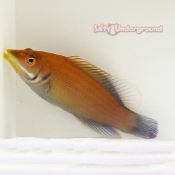 Disappearing Wrasse...