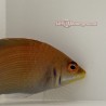 Disappearing Wrasse (Pseudocheilinus evanidus)