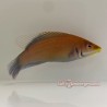 Disappearing Wrasse (Pseudocheilinus evanidus)