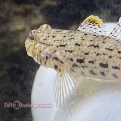 Decorated Sand Goby back
