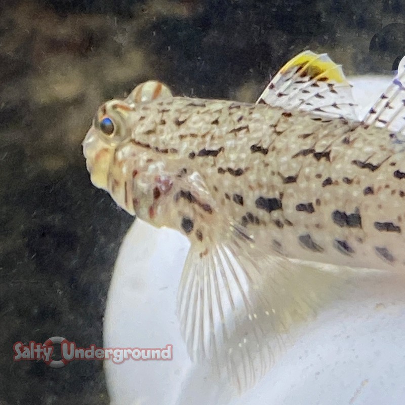 Decorated Sand Goby back