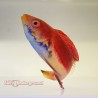 Blue Throat Sailfin Fairy Wrasse (Cirrhilabrus cyanogularis)