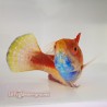 Blue Throat Sailfin Fairy Wrasse (Cirrhilabrus cyanogularis)