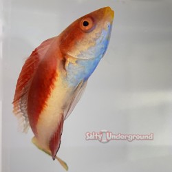 Blue Throat Sailfin Fairy Wrasse (Cirrhilabrus cyanogularis)