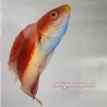 Blue Throat Sailfin Fairy Wrasse (Cirrhilabrus cyanogularis)