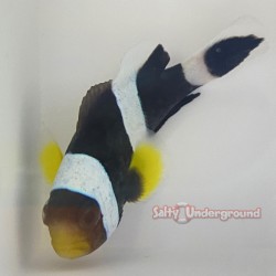 Salty Underground: False Percula Ocellaris Clownfish (Amphiprion ocellaris)