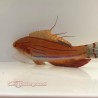 Filament Flasher Wrasse (Paracheilinus filamentosus)