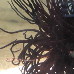 Salty Underground: Deep Purple Tube Anemone