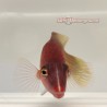 Eight Line Wrasse (Pseudocheilinus octotaenia)
