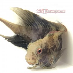 Salty Underground: Black Blenny (Ecsenius sp.)