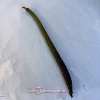 Salty Underground: Mangrove Tree pod