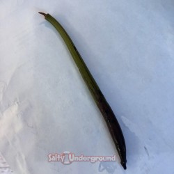 Mangrove Tree Pods with roots
