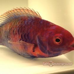 Blue Sided Fairy Wrasse...