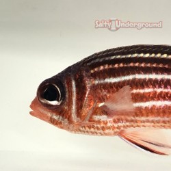 Candy Cane Squirrelfish...