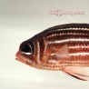 Candy Cane Squirrelfish (Sargocentron sp.)