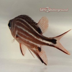 Candy Cane Squirrelfish (Sargocentron sp.)