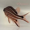 Candy Cane Squirrelfish (Sargocentron sp.)
