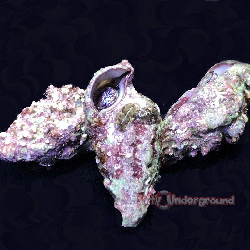 Cerith Snail NANO (Cerithium litteratum)