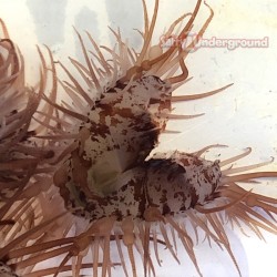 Indo Flame Scallop (Lima...
