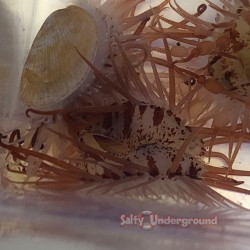Indo Flame Scallop (Lima scabra)