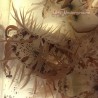 Indo Flame Scallop (Lima scabra)