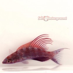 Scarlet Filament Flasher...