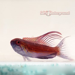 Scarlet Filament Flasher Wrasse (Paracheilinus filamentosus)