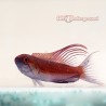 Scarlet Filament Flasher Wrasse (Paracheilinus filamentosus)