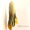 Pacific Sailfin Tang (Zebrasoma velifer) Juvenile front view
