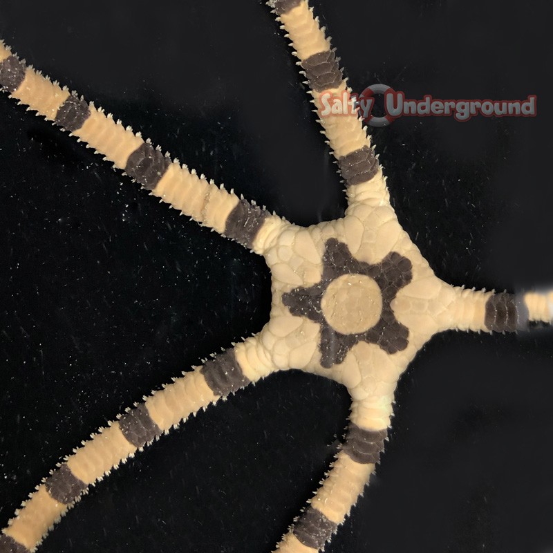Salty Underground: Banded Serpent Starfish (Ophiuroidea sp.)