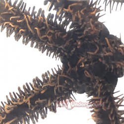 Brittle Starfish