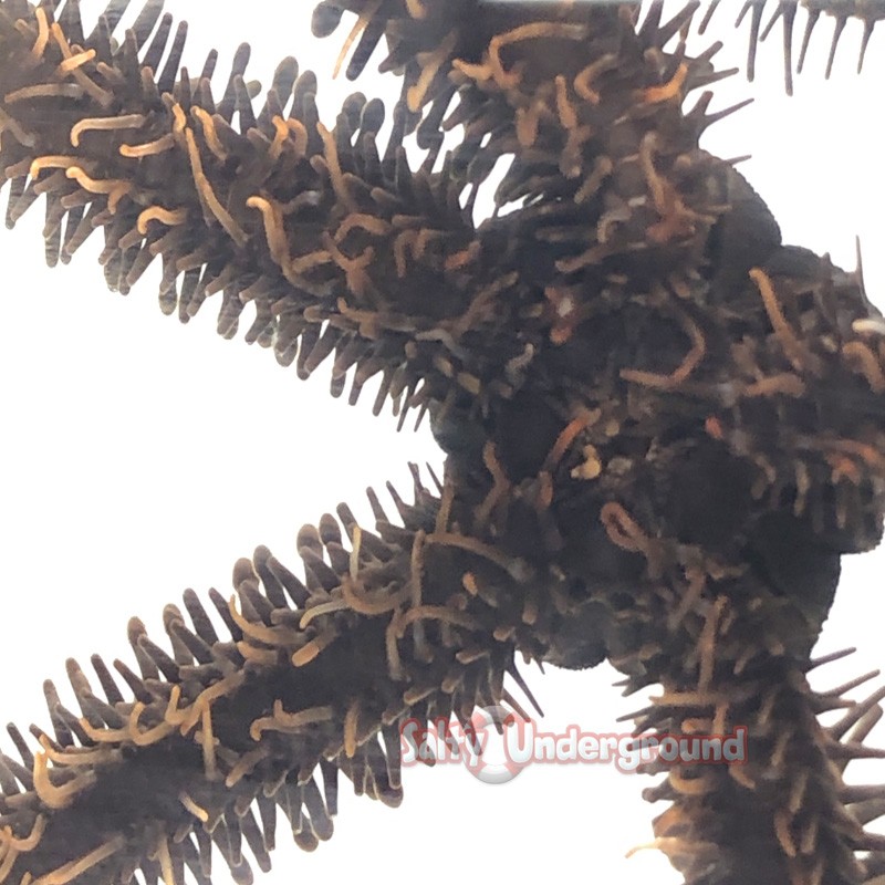 Brittle Starfish
