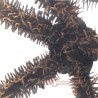 Brittle Starfish