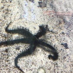 Brittle Starfish
