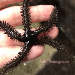 Brittle Starfish